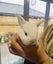 Mini Lop Cross bunnies Carousel 8