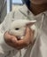 Mini Lop Cross bunnies Carousel 9