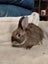 Pet bunnies Carousel 1
