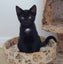 Mumma Bobbins & Wizard - Rachel's KittyCat Rescue Carousel 5