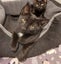 Mumma Bobbins & Wizard - Rachel's KittyCat Rescue Carousel 7