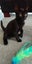 Miss Raven - Rachel's KittyCat Rescue Carousel 4