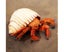 Simulation Hermit Crab Marine Animal PVC Model Desktop Decor Education Kids Carousel 4