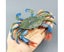 Simulation Hermit Crab Marine Animal PVC Model Desktop Decor Education Kids Carousel 5