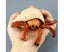 Simulation Hermit Crab Marine Animal PVC Model Desktop Decor Education Kids Carousel 6