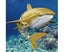 Streamlined Design Shark Toy Automatic Demonstration Indicator Light Underwater Carousel 4