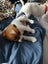jack russell puppies Carousel 3