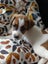 jack russell puppies Carousel 4