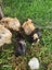 Baby Abyssinian Guinea Pig x5 Carousel 3
