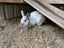Mini Lop Bunny Carousel 2