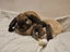 Minilop Rabbits Carousel 2