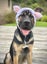 HUMANE SOCIETY RESCUE DOG - LINUS A SHAR PEI X SHEPHERD Carousel 6