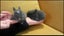 Miniature Netherlands Bunnies Carousel 11