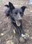 Thorn - DOGWATCH dog rescue & rehoming Carousel 2