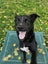 Thorn - DOGWATCH dog rescue & rehoming Carousel 3