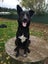 Thorn - DOGWATCH dog rescue & rehoming Carousel 4