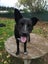 Thorn - DOGWATCH dog rescue & rehoming Carousel 5