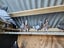 Racing Pigeons Carousel 7