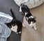 Mr Benji - Rachel's KittyCat Rescue Carousel 3