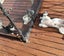 Miss Minou - Rachel's KittyCat Rescue Carousel 4