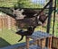 Mr Benji - Rachel's KittyCat Rescue Carousel 6