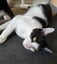Mr Benji - Rachel's KittyCat Rescue Carousel 4