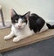 Mr Benji - Rachel's KittyCat Rescue Carousel 5