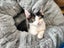 Mr Benji - Rachel's KittyCat Rescue Carousel 7
