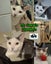 Mr Georgie - Rachel's KittyCat Rescue Carousel 1