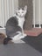 Mr Georgie - Rachel's KittyCat Rescue Carousel 2