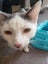 Mr Georgie - Rachel's KittyCat Rescue Carousel 3