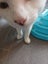 Mr Georgie - Rachel's KittyCat Rescue Carousel 4