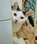 Mr Georgie - Rachel's KittyCat Rescue Carousel 5