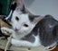 Mr Georgie - Rachel's KittyCat Rescue Carousel 6