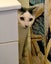 Mr Georgie - Rachel's KittyCat Rescue Carousel 8