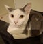 Mr Georgie - Rachel's KittyCat Rescue Carousel 9