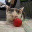 Mr Georgie - Rachel's KittyCat Rescue Carousel 10
