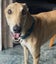 Louie - Gentle Greyhound with the softest eyes Carousel 3