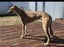 Louie - Gentle Greyhound with the softest eyes Carousel 4