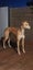 Louie - Gentle Greyhound with the softest eyes Carousel 5