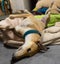 Louie - Gentle Greyhound with the softest eyes Carousel 6