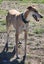Louie - Gentle Greyhound with the softest eyes Carousel 9