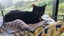 CAT RESCUE CHCH - Ready For Adoption Louis Vuitton Carousel 5