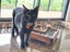 CAT RESCUE CHCH - Ready For Adoption Louis Vuitton Carousel 1