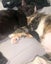 Miss Saturn & Mr Jupiter - Rachel's KittyCat Rescue Carousel 2