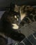 Miss Saturn & Mr Jupiter - Rachel's KittyCat Rescue Carousel 3