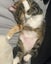 Miss Saturn & Mr Jupiter - Rachel's KittyCat Rescue Carousel 4