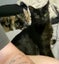 Miss Saturn & Mr Jupiter - Rachel's KittyCat Rescue Carousel 5