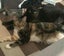 Miss Saturn & Mr Jupiter - Rachel's KittyCat Rescue Carousel 6