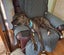 Sunny - Staffy X Carousel 2